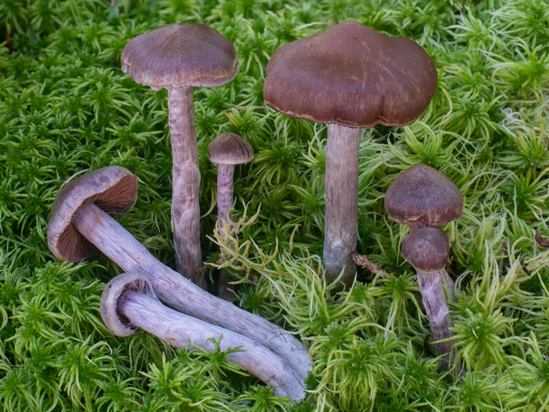 Cortinarius evernius Cortinarius evernius